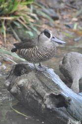 WWT Slimbridge Wetland Centre