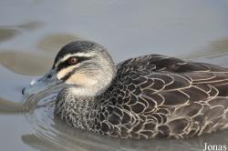 WWT Slimbridge Wetland Centre