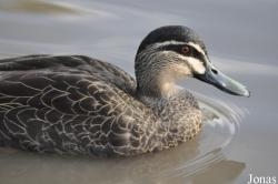 WWT Slimbridge Wetland Centre