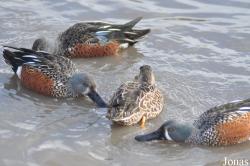 WWT Slimbridge Wetland Centre