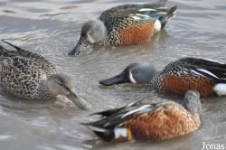 WWT Slimbridge Wetland Centre