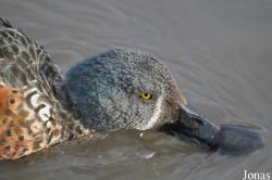 WWT Slimbridge Wetland Centre