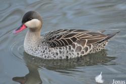 WWT Slimbridge Wetland Centre