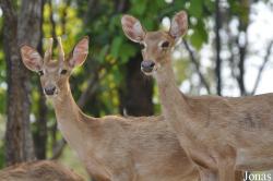 Rucervus eldii