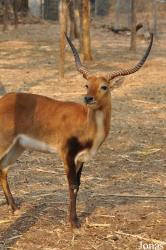 Chiang Mai Night Safari