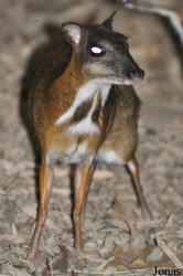 Chiang Mai Night Safari