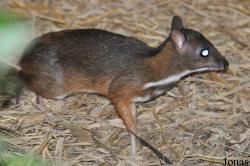 Chiang Mai Night Safari