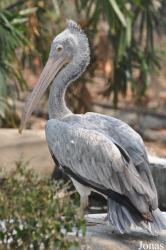 Chiangmai Zoo