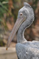 Chiangmai Zoo