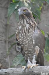 Chiangmai Zoo