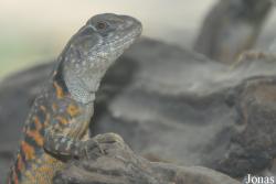 Leiolepis belliana