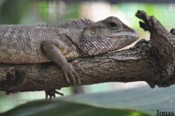 Calotes emma
