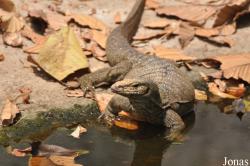 Chiangmai Zoo