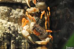 Potamidae