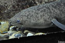 Anguilla bengalensis
