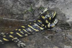 Ambystoma mavortium