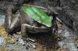 Odorrana livida