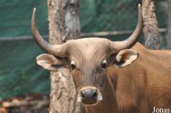 Chiangmai Zoo