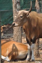 Chiangmai Zoo