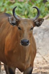 Chiangmai Zoo