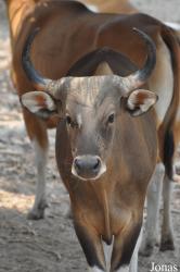 Chiangmai Zoo