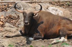 Chiangmai Zoo