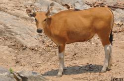 Chiangmai Zoo