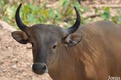 Chiangmai Zoo