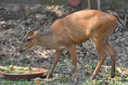Chiangmai Zoo