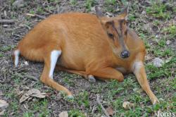 Chiangmai Zoo