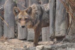 Chiangmai Zoo