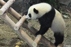 Chiangmai Zoo