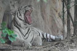 Chiangmai Zoo