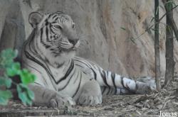 Chiangmai Zoo