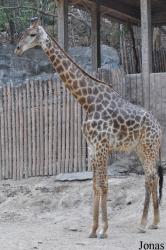 Chiangmai Zoo