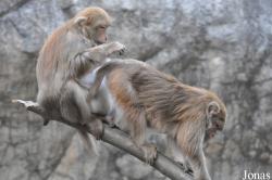 Chiangmai Zoo