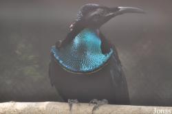 Ptiloris magnificus