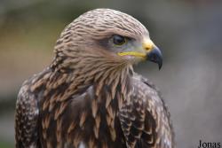 Milvus milvus