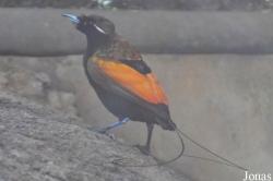Khao Kheow Open Zoo