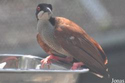 Khao Kheow Open Zoo