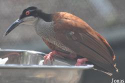 Khao Kheow Open Zoo