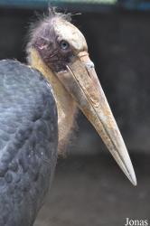 Khao Kheow Open Zoo