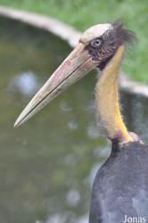 Khao Kheow Open Zoo