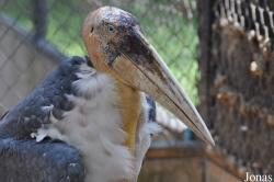 Khao Kheow Open Zoo