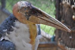 Khao Kheow Open Zoo