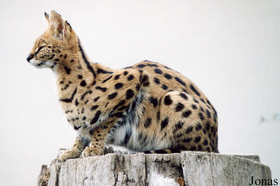 Zoo d'Amnéville