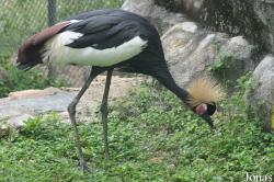Khao Kheow Open Zoo