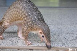 Khao Kheow Open Zoo