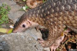 Khao Kheow Open Zoo