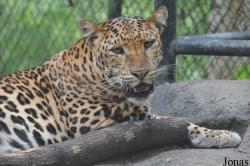Khao Kheow Open Zoo